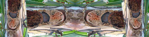 palm cells panorama