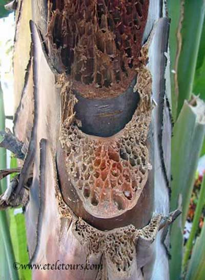 palm tree trunk cells